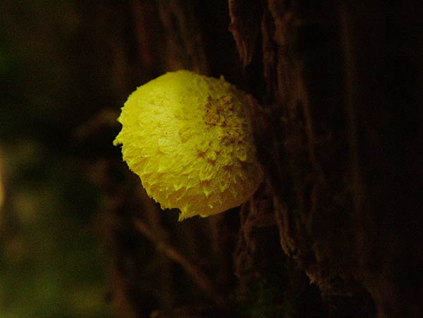 pholiota flammans