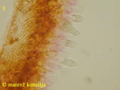 Peniophora piceae - Lamprozystiden