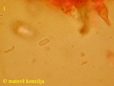 Peniophora piceae - Spore