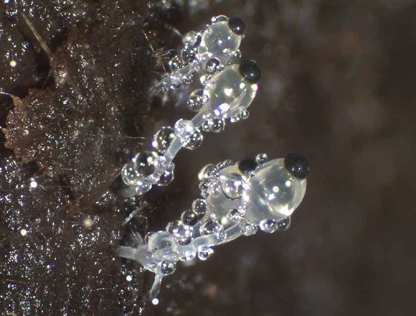 Pilobolus roridus