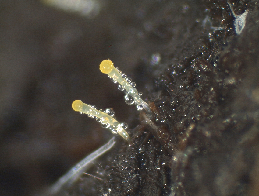 Pilobolus roridus
