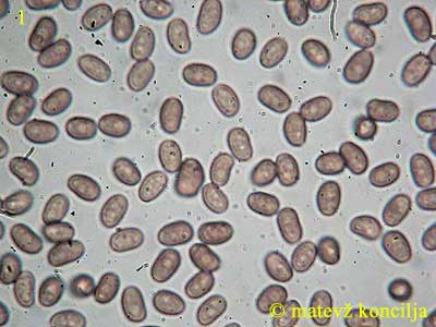 Psathyrella piluliformis - Sporen