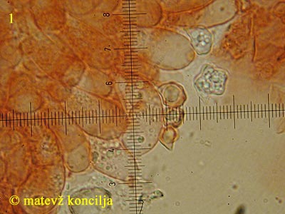 Entoloma pleopodium - bazidiji