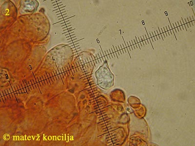 Entoloma pleopodium - tros
