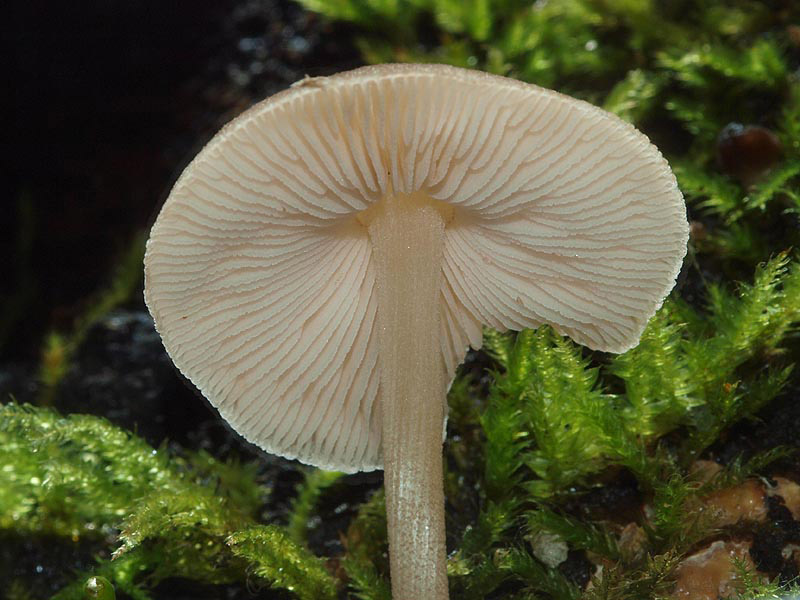 Pluteus sp.