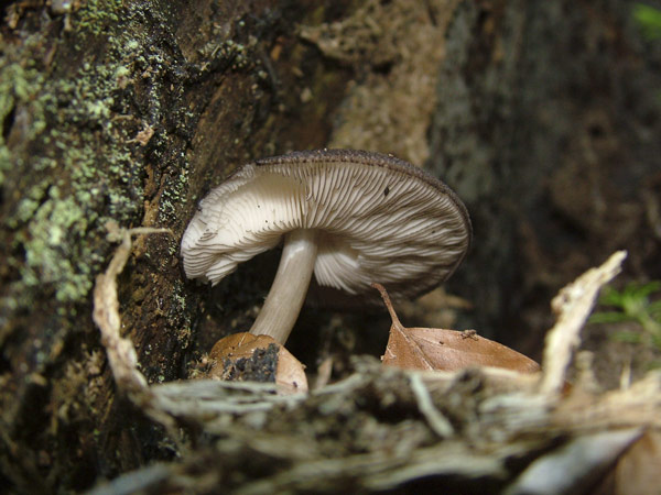 pluteus umbrosus