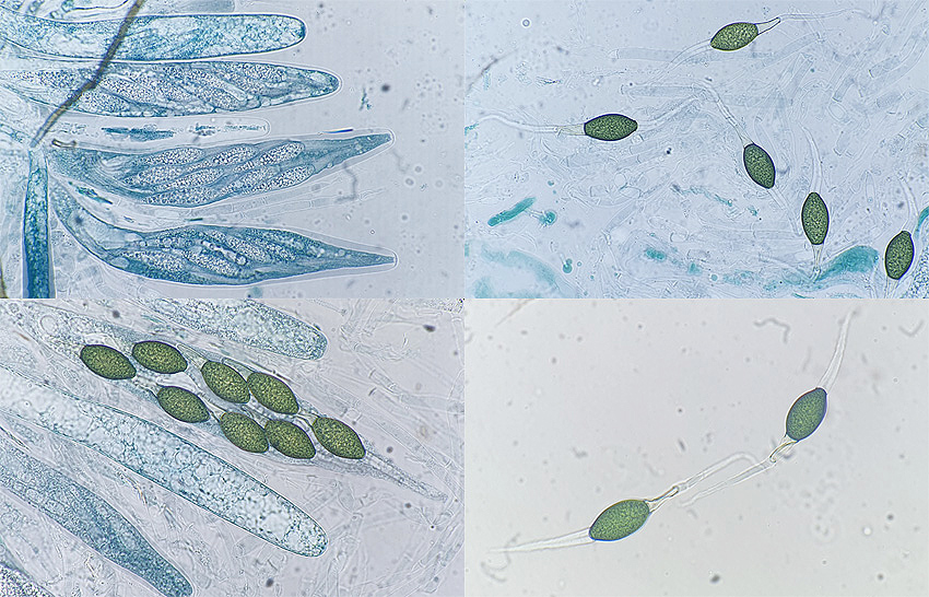 Podospora appendiculata