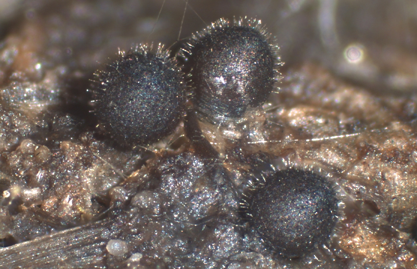 Podospora appendiculata