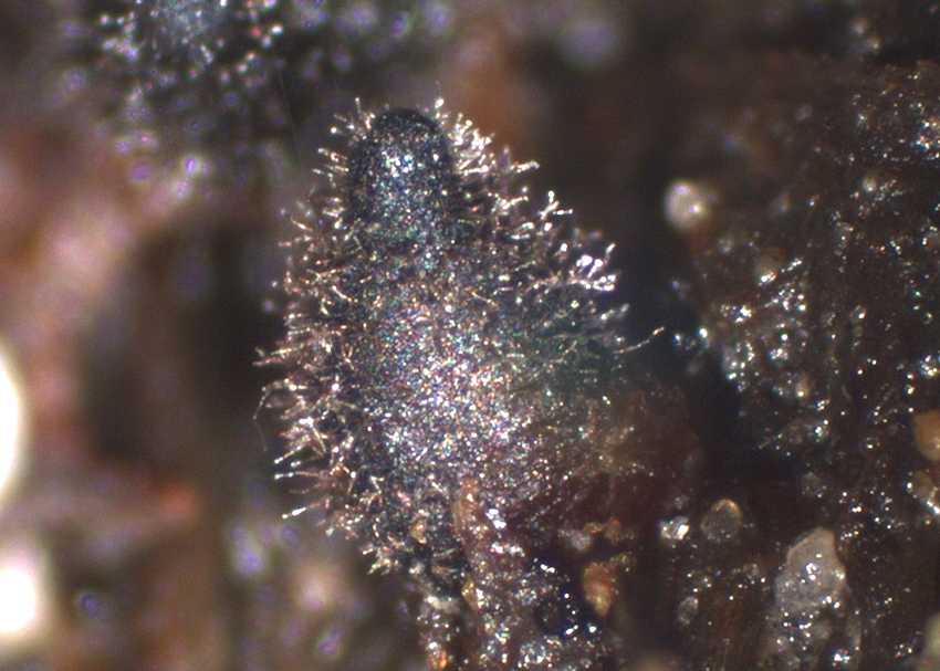 Podospora fimiseda