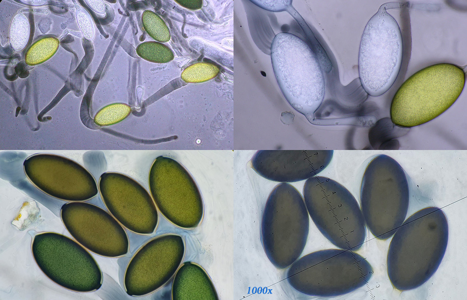 Podospora fimiseda