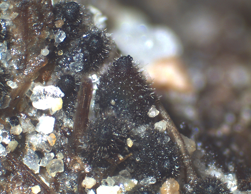 Podospora fimiseda