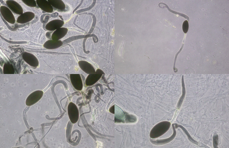 Podospora fimiseda