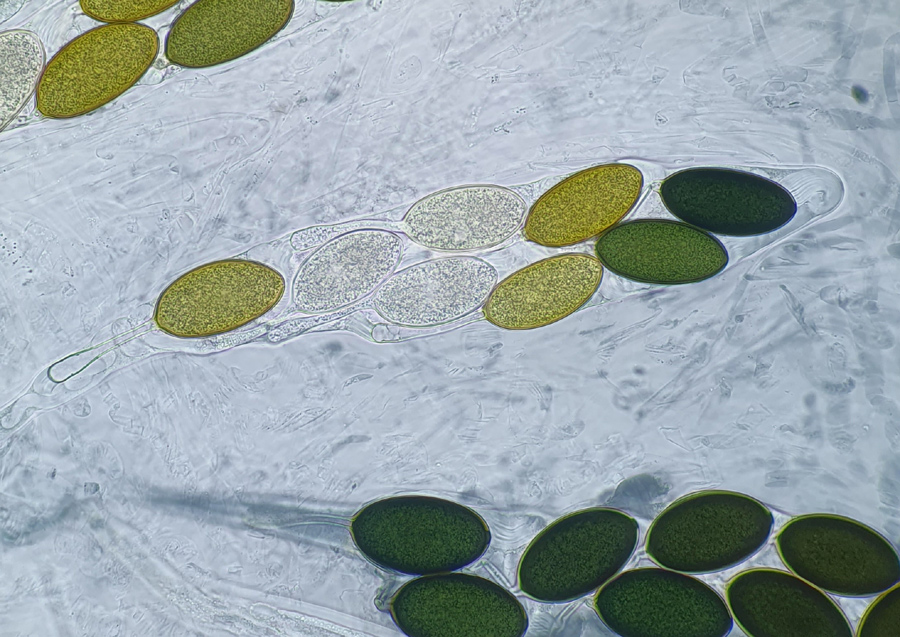 Podospora fimiseda
