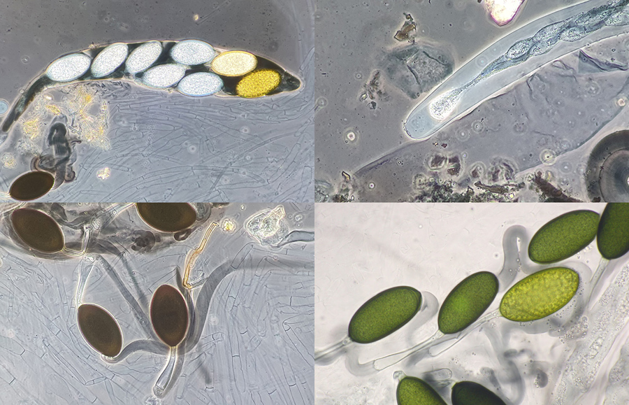 Podospora fimiseda