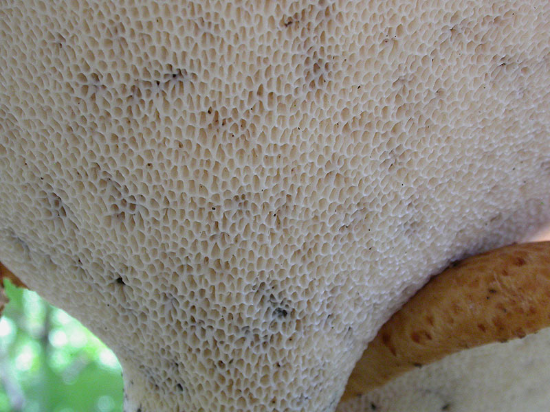 Polyporus squamosus - Schuppiger Porling