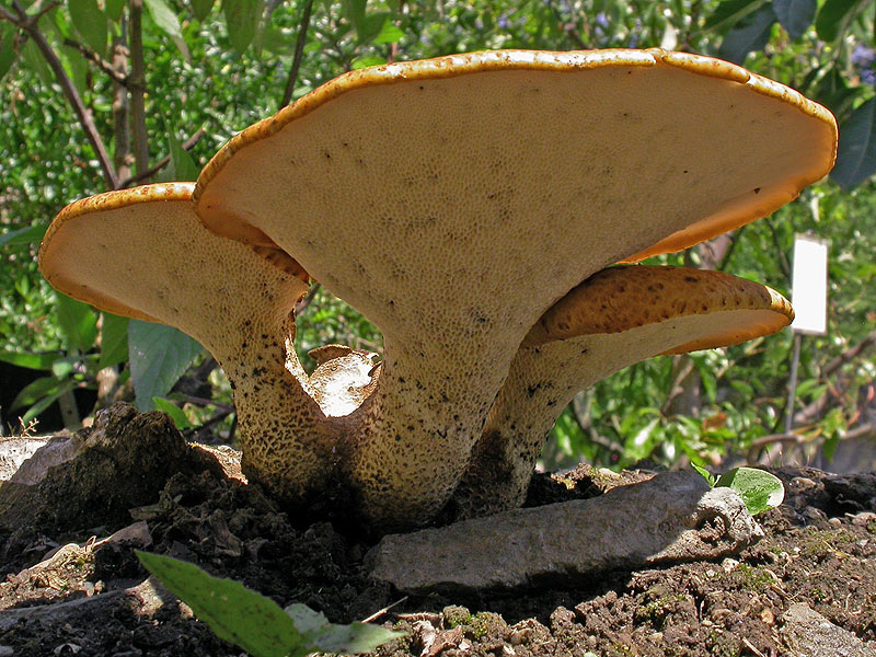 Polyporus squamosus - Schuppiger Porling