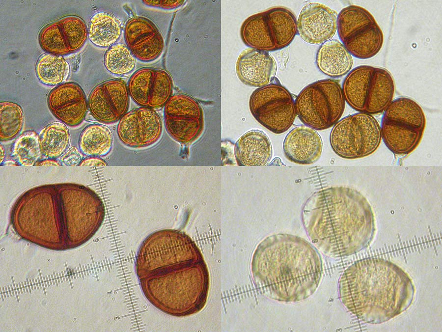 Puccinia maculosa