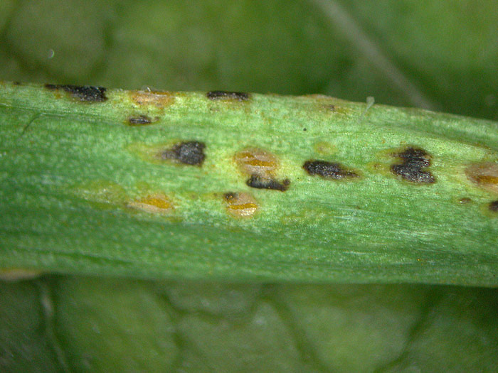 Puccinia mixta