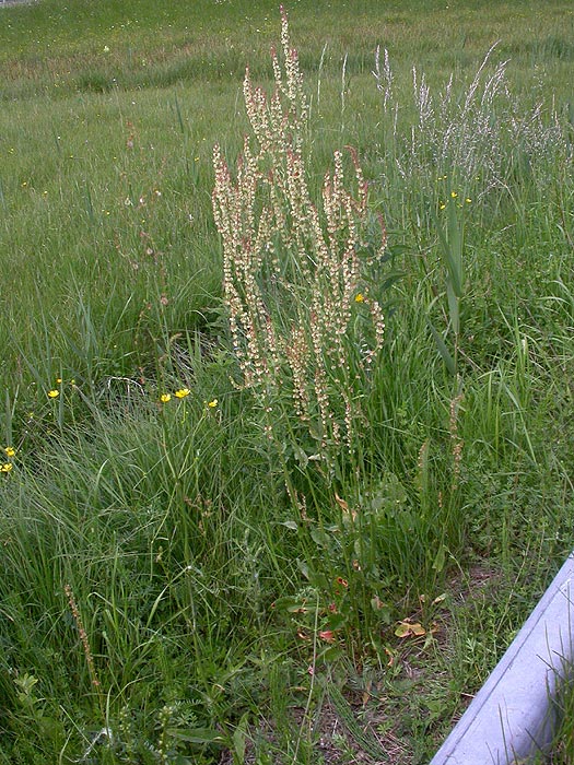 Puccinia phragmitis