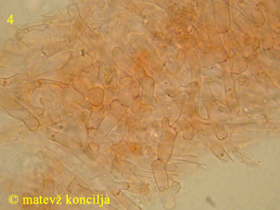Ceriporia purpurea - hife
