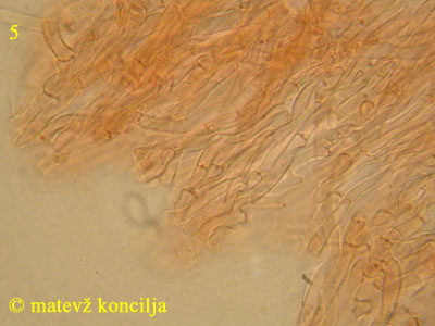 Ceriporia purpurea - hife