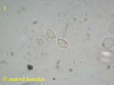 hygrophorus pustulatus - trosi