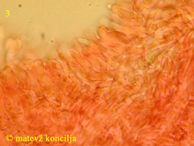Hyphodontia radula - himenij