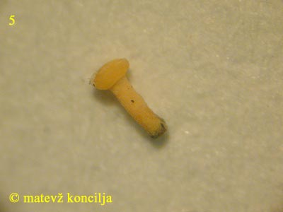 pycnidiella resinae - nespolna oblika