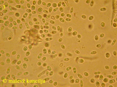 pycnidiella resinae - konidiji