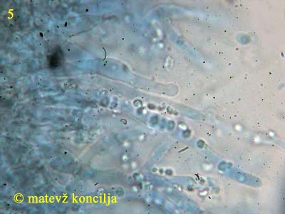 hyphodontia sambuci - leptocistide