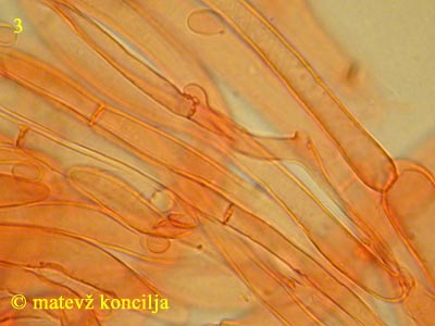 Tricholoma saponaceum - HDS