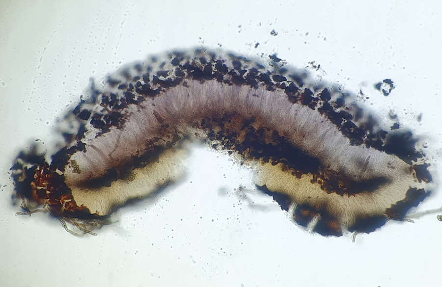 Sarea difformis - Schwarzes Harzbecherchen