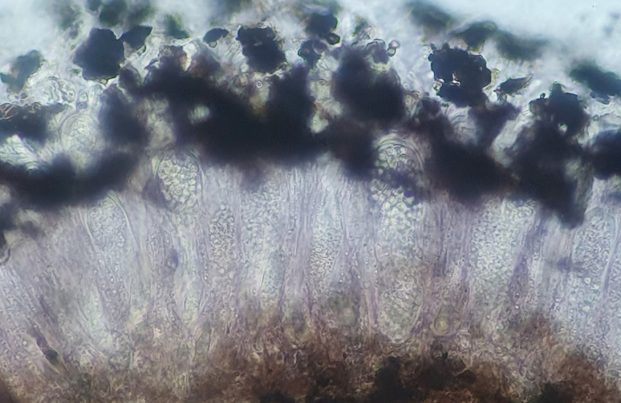 Sarea difformis - Schwarzes Harzbecherchen