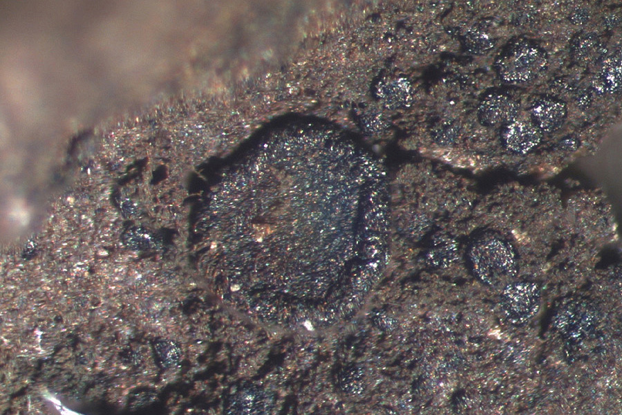 Sarea difformis - Schwarzes Harzbecherchen