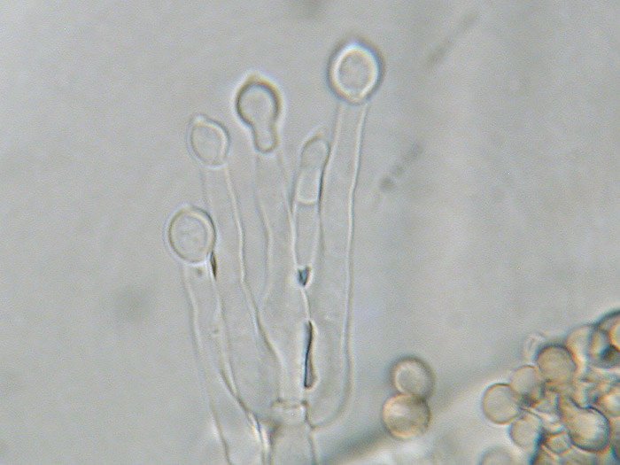 Scopulariopsis candida