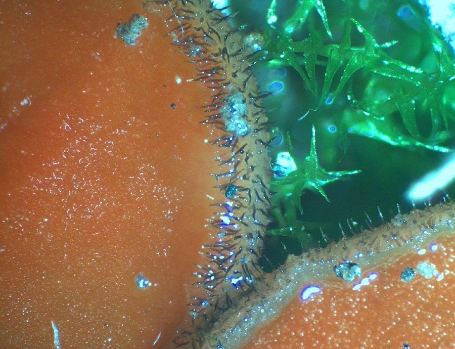 Scutellinia minor