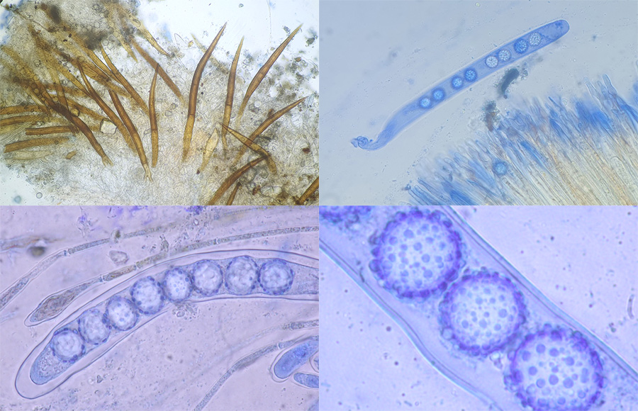 Scutellinia minor