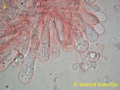 clitocybe sinopica - bazidiji