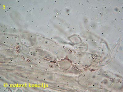 clitocybe sinopica - koica klobuka/pigment