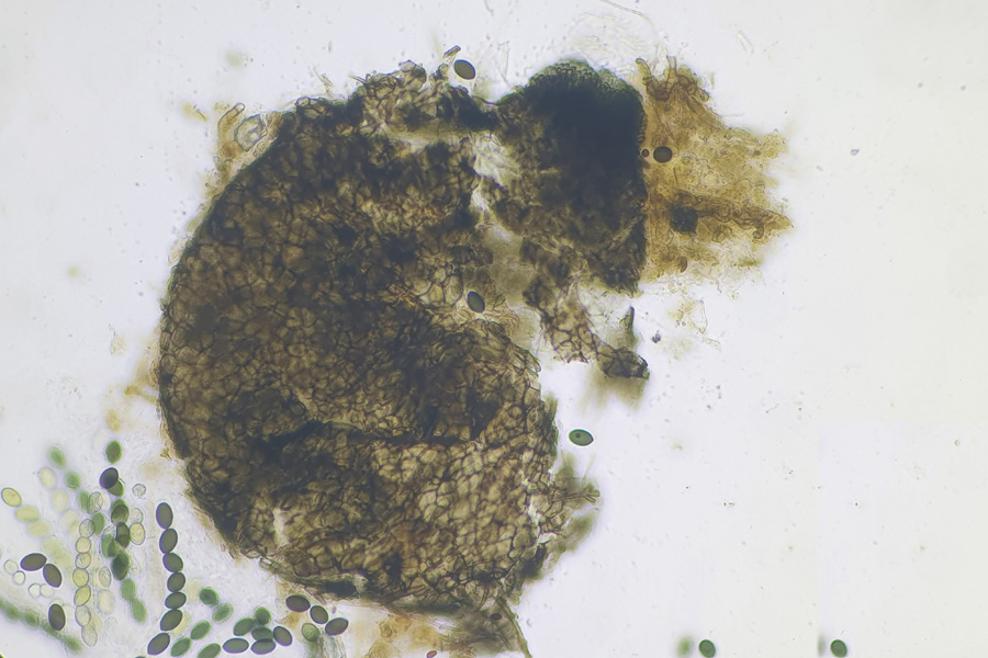 Sordaria fimicola