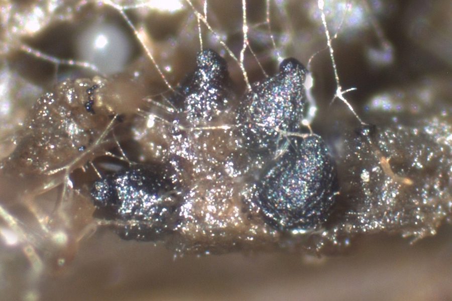 Sordaria fimicola