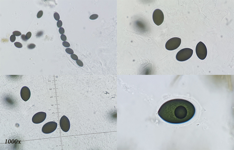 Sordaria fimicola