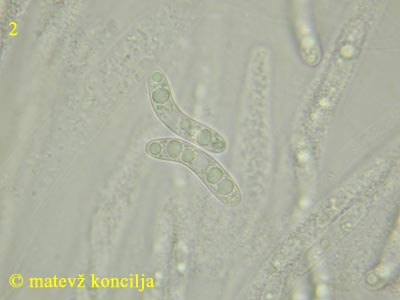 lasiosphaeria spermoides - trosi