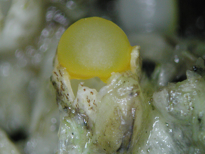 Sphaerobolus stellatus - bliščavi kroglostrelec
