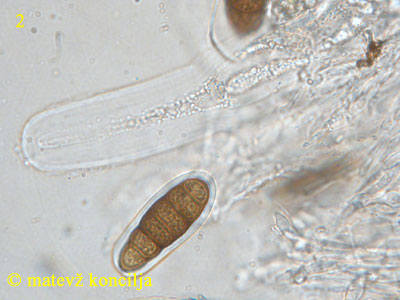 Splanchnonema platani