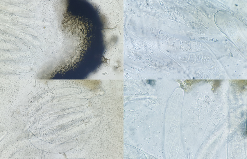 Sporormiella heptamera