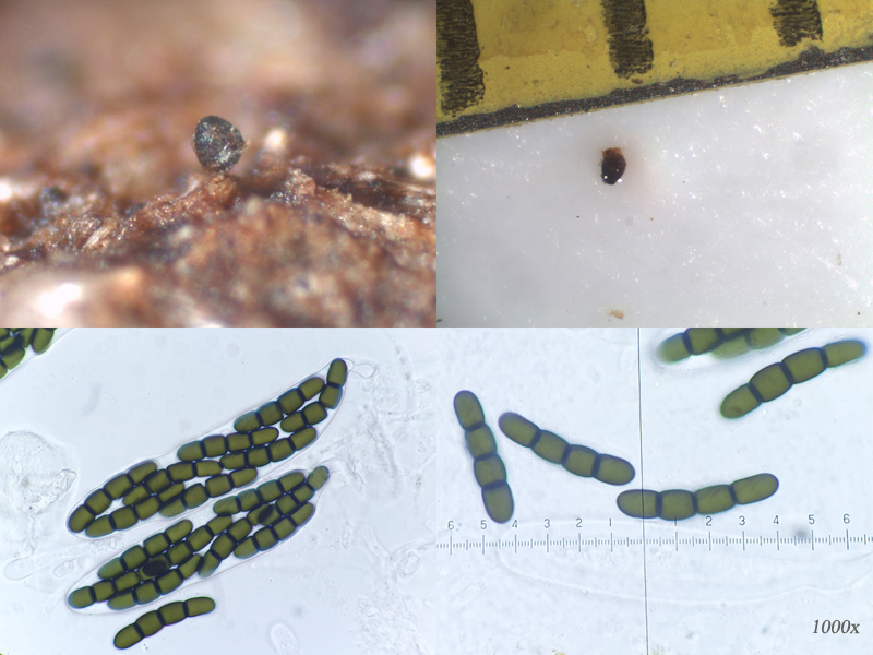 Sporormiella intermedia