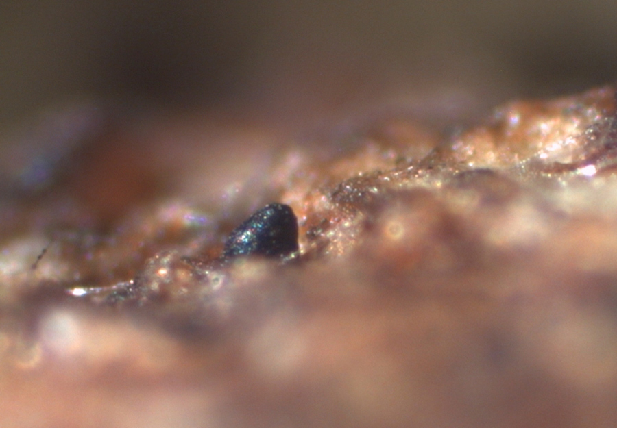 Sporormiella intermedia