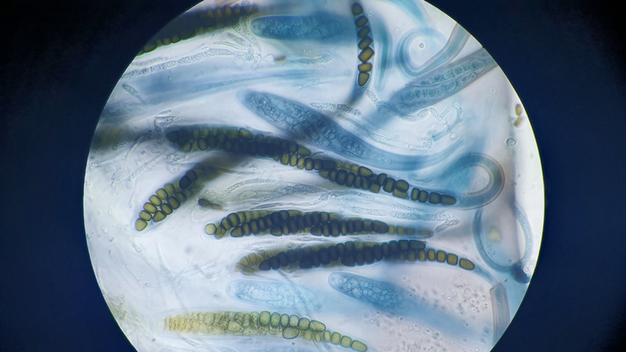 Sporormiella octomera