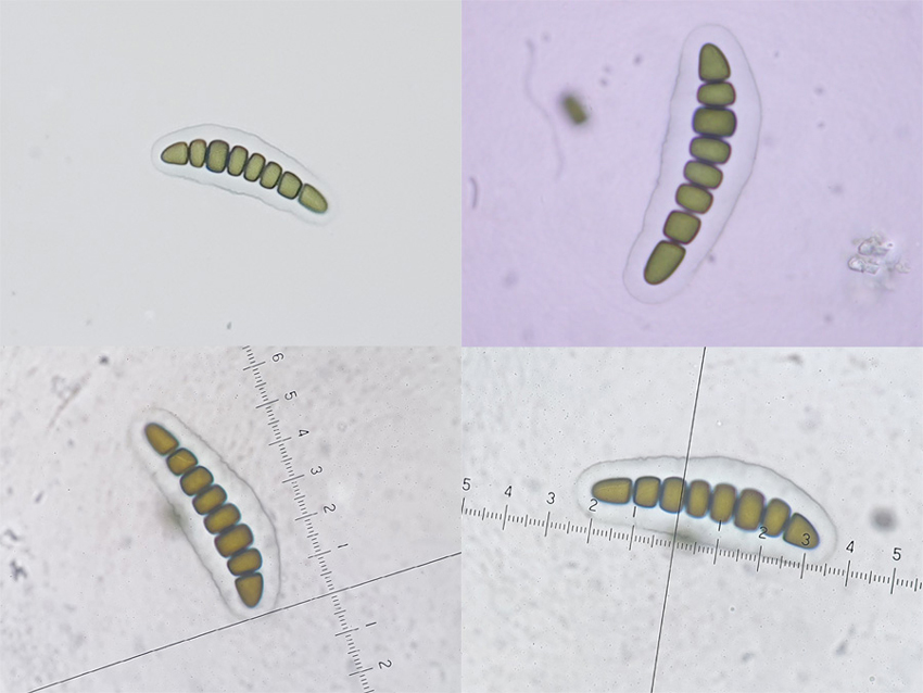 Sporormiella octomera